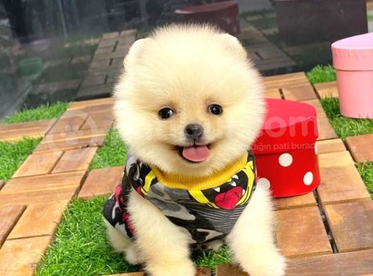 Dişi Ve Erkek Pomeranian Boo Yavrularımız