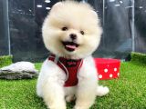 Dişi Ve Erkek Pomeranian Boo Yavrularımız