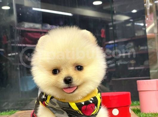 Dişi Ve Erkek Pomeranian Boo Yavrularımız görsel