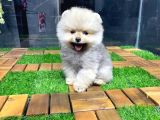 Dişi Ve Erkek Pomeranian Boo Yavrularımız
