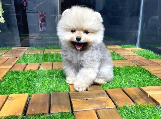 Dişi Ve Erkek Pomeranian Boo Yavrularımız görsel