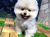 Dişi Ve Erkek Pomeranian Boo Yavrularımız