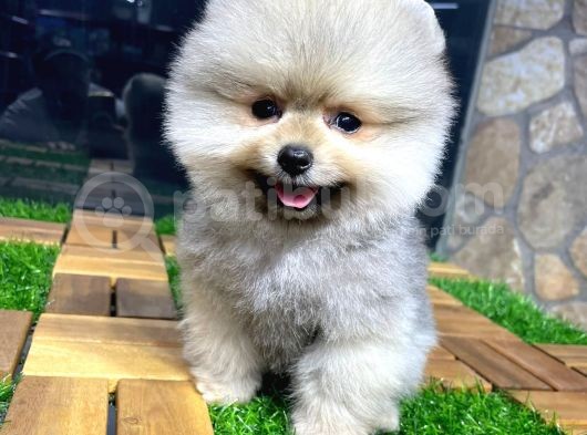 Dişi Ve Erkek Pomeranian Boo Yavrularımız görsel