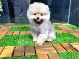 Dişi Ve Erkek Pomeranian Boo Yavrularımız