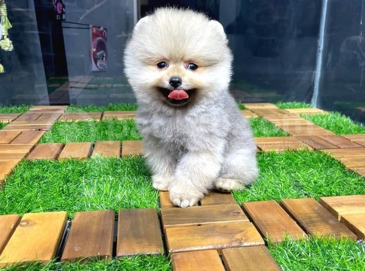 Dişi Ve Erkek Pomeranian Boo Yavrularımız görsel