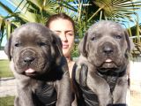 İtalyan Mastiff Blue Erkek Corso Bebekler