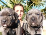 İtalyan Mastiff Blue Erkek Corso Bebekler