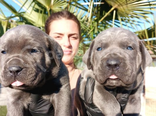 İtalyan Mastiff Blue Erkek Corso Bebekler görsel
