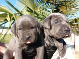 İtalyan Mastiff Blue Erkek Corso Bebekler