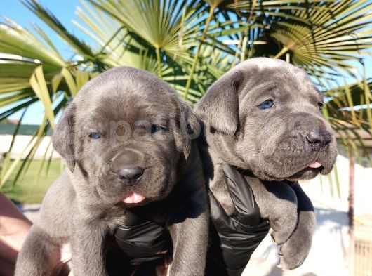 İtalyan Mastiff Blue Erkek Corso Bebekler