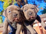 İtalyan Mastiff Blue Erkek Corso Bebekler