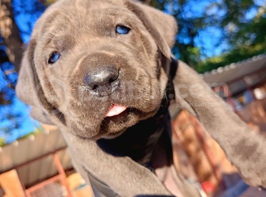 İtalyan Mastiff Blue Erkek Corso Bebekler görsel