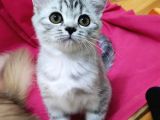 Silver Tabby Dişi