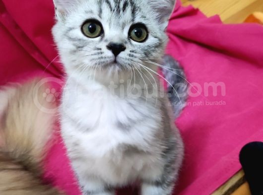 Silver Tabby Dişi görsel