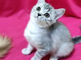 Silver Tabby Dişi