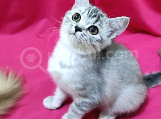 Silver Tabby Dişi görsel
