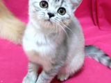 Silver Tabby Dişi
