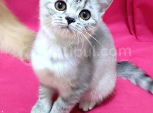 Silver Tabby Dişi görsel