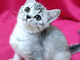 Silver Tabby Dişi