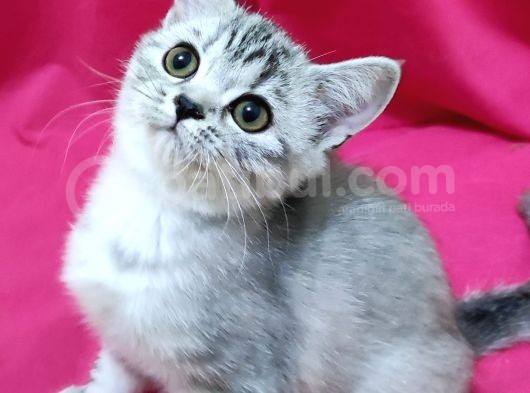 Silver Tabby Dişi görsel