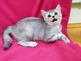 Silver Tabby Dişi