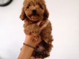 Red Toy Poodle Anne Yanından