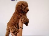 Red Toy Poodle Anne Yanından