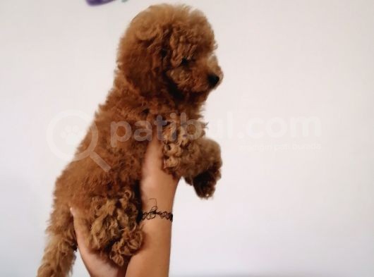 Red Toy Poodle Anne Yanından görsel