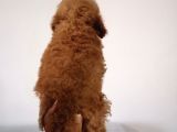 Red Toy Poodle Anne Yanından