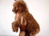Red Toy Poodle Anne Yanından