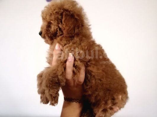 Red Toy Poodle Anne Yanından görsel