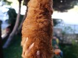 Red Toy Poodle Anne Yanından