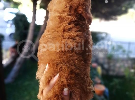 Red Toy Poodle Anne Yanından görsel