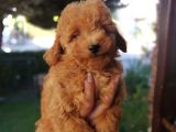 Red Toy Poodle Anne Yanından