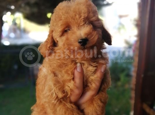 Red Toy Poodle Anne Yanından