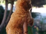 Red Toy Poodle Anne Yanından