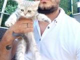 A Kalite Parazit Uygulamalı Yavrular