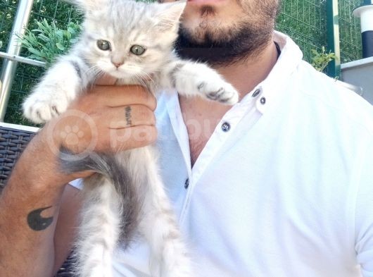 A Kalite Parazit Uygulamalı Yavrular