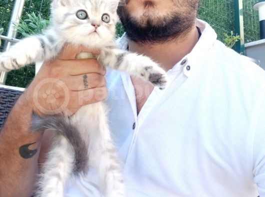 A Kalite Parazit Uygulamalı Yavrular görsel