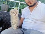 A Kalite Parazit Uygulamalı Yavrular
