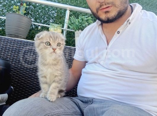 A Kalite Parazit Uygulamalı Yavrular görsel