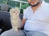 A Kalite Parazit Uygulamalı Yavrular