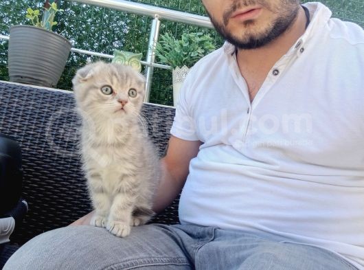 A Kalite Parazit Uygulamalı Yavrular görsel