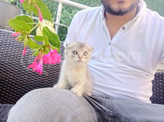A Kalite Parazit Uygulamalı Yavrular görsel