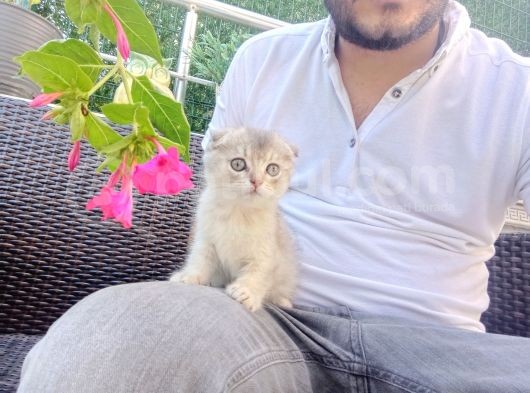 A Kalite Parazit Uygulamalı Yavrular görsel