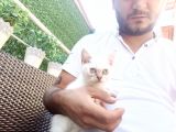 A Kalite Parazit Uygulamalı Yavrular