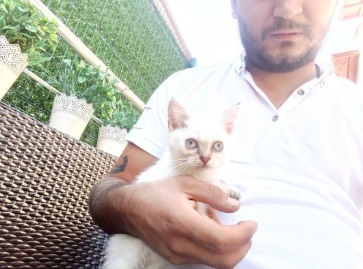A Kalite Parazit Uygulamalı Yavrular görsel