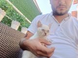 A Kalite Parazit Uygulamalı Yavrular