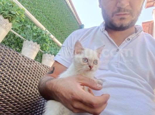 A Kalite Parazit Uygulamalı Yavrular görsel