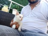 A Kalite Parazit Uygulamalı Yavrular